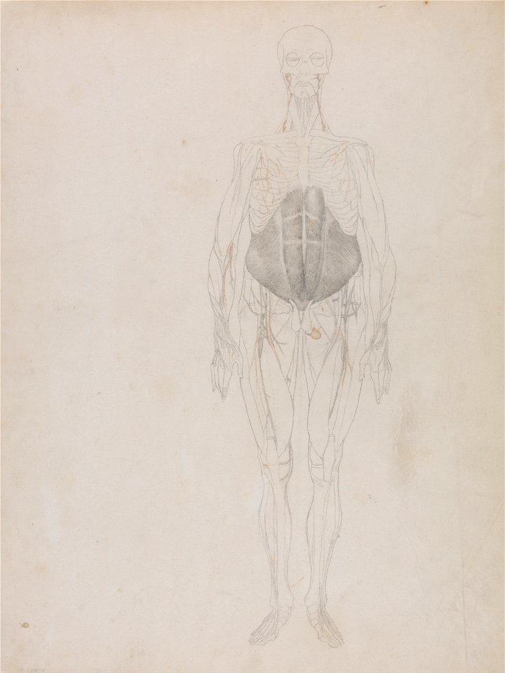 George Stubbs - A Comparative Anatomical Exposition of the Structure of the Human Body with That of a Tiger and a Co... - Google Art Project (2345851)