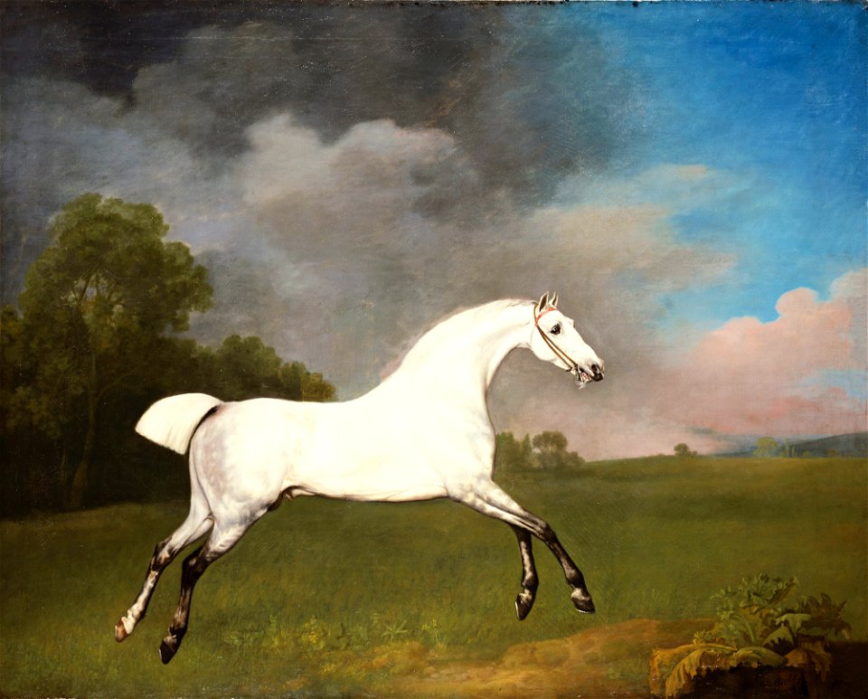 George Stubbs (1724-1806) - A Grey Horse - RCIN 400510 - Royal Collection