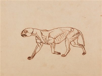 George Stubbs - A Comparative Anatomical Exposition of the Structure of the Human Body with that of a Tiger and a Co... - Google Art Project (2367035)
