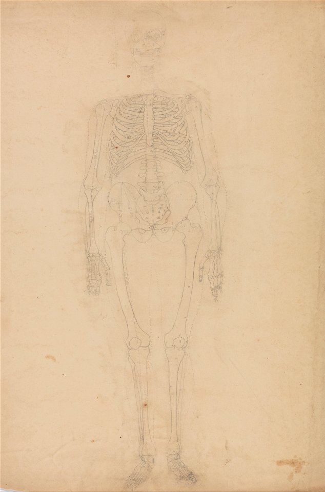 George Stubbs - A Comparative Anatomical Exposition of the Structure of the Human Body with That of a Tiger and a Co... - Google Art Project (2361145)