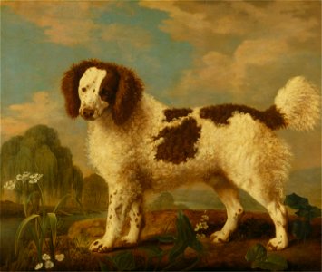George Stubbs - Brown and White Norfolk or Water Spaniel - Google Art Project. Free illustration for personal and commercial use.