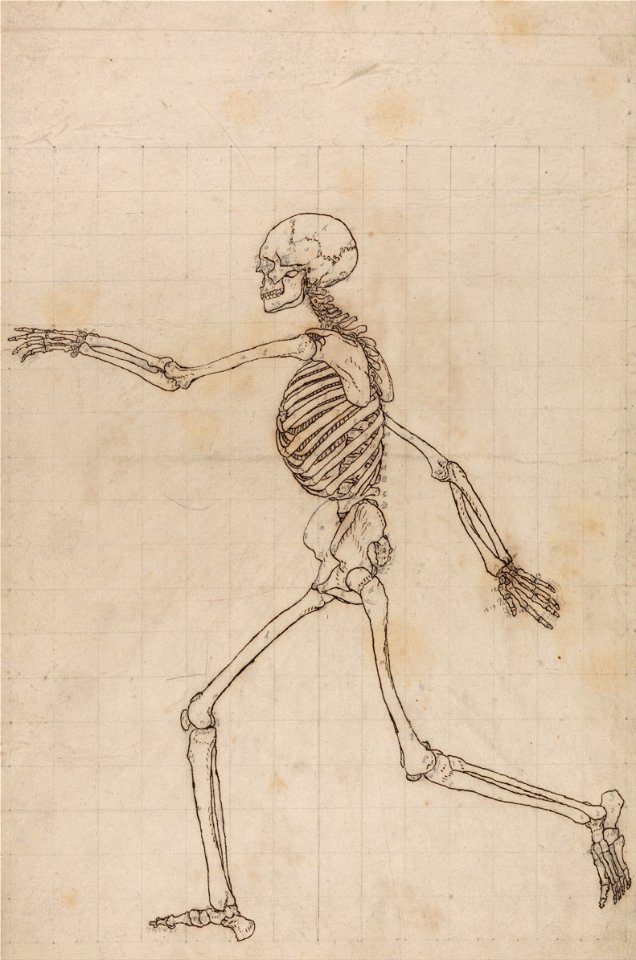 George Stubbs - A Comparative Anatomical Exposition of the Structure of the Human Body with that of a Tiger and a Co... - Google Art Project (2362160)