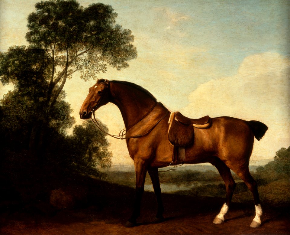 George Stubbs - A Saddled Bay Hunter - Google Art Project