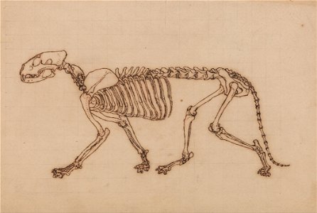 George Stubbs - A Comparative Anatomical Exposition of the Structure of the Human Body with that of a Tiger and a Co... - Google Art Project (2346919)