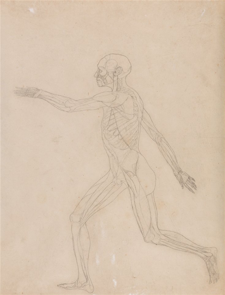 George Stubbs - A Comparative Anatomical Exposition of the Structure of the Human Body with that of a Tiger and a Co... - Google Art Project (2348706)