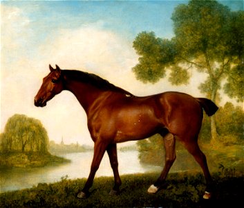 George Stubbs - Truss, a Hunter - BF.1985.11 - Museum of Fine Arts. Free illustration for personal and commercial use.