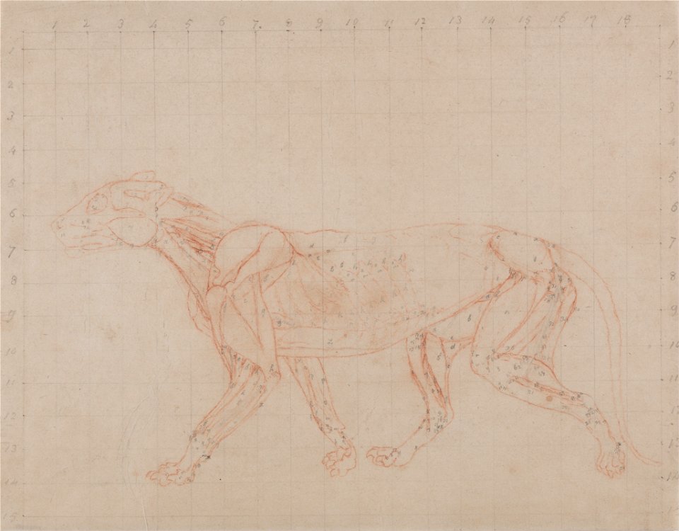 George Stubbs - A Comparative Anatomical Exposition of the Structure of the Human Body with that of a Tiger and a Co... - Google Art Project (2349640)