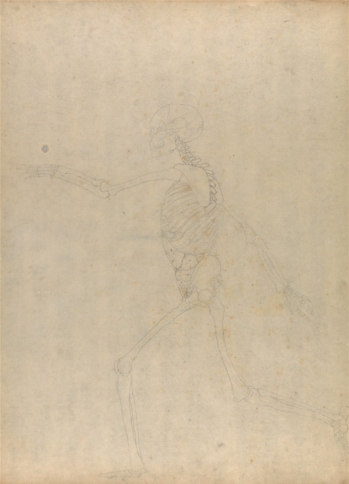George Stubbs - A Comparative Anatomical Exposition of the Structure of the Human Body with that of a Tiger and a Co... - Google Art Project (2347745)