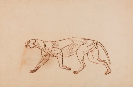 George Stubbs - A Comparative Anatomical Exposition of the Structure of the Human Body with that of a Tiger and a Co... - Google Art Project (2351614)