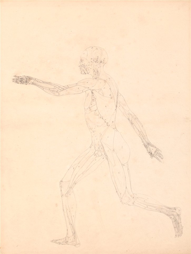 George Stubbs - A Comparative Anatomical Exposition of the Structure of the Human Body with that of a Tiger and a Co... - Google Art Project (2364067)