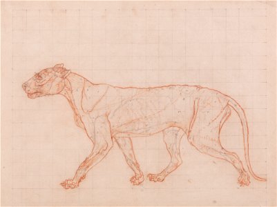 George Stubbs - A Comparative Anatomical Exposition of the Structure of the Human Body with That of a Tiger and a Co... - Google Art Project (2362225). Free illustration for personal and commercial use.