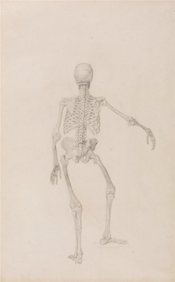 George Stubbs - A Comparative Anatomical Exposition of the Structure of the Human Body with that of a Tiger and a Co... - Google Art Project (2354394)