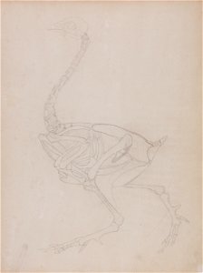 George Stubbs - A Comparative Anatomical Exposition of the Structure of the Human Body with that of a Tiger and a Co... - Google Art Project (2354465)