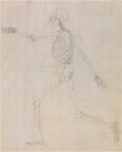 George Stubbs - A Comparative Anatomical Exposition of the Structure of the Human Body with that of a Tiger and a Co... - Google Art Project (2365061)