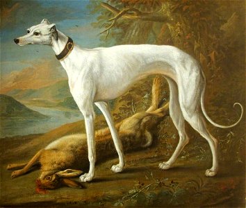 George William Sartorius (1759-1828) - A White Greyhound Standing over a Dead Hare - 562433 - National Trust