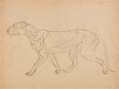 George Stubbs - A Comparative Anatomical Exposition of the Structure of the Human Body with that of a Tiger and a Co... - Google Art Project (2361223)