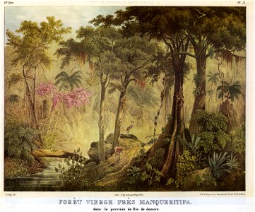Forèt Vierge Près Manqueritipa