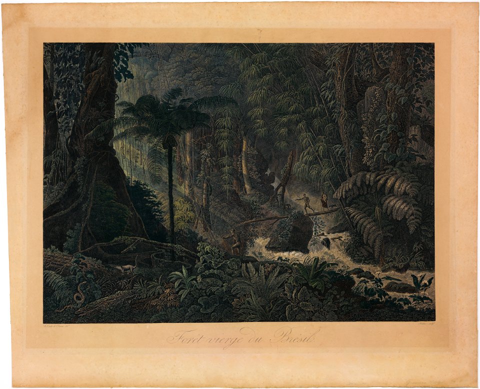 Forêt vierge du Brésil, da Coleção Brasiliana Iconográfica