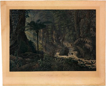 Forêt vierge du Brésil, da Coleção Brasiliana Iconográfica