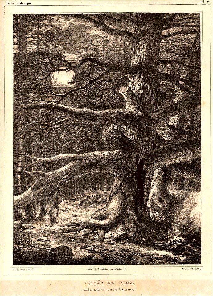 Forêt de pins
