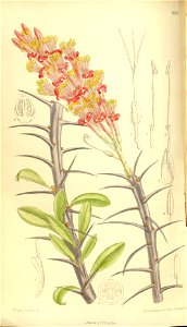 Fouquieria splendens 136-8318