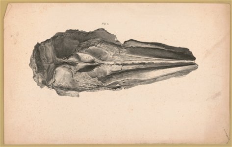 Fossils, Fig. 1-4 LCCN2003656254
