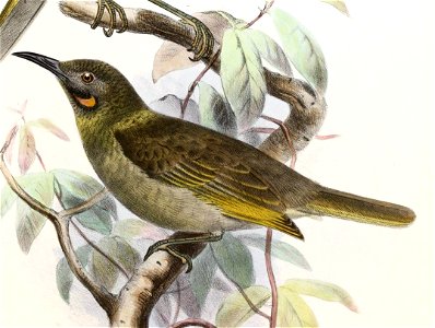 Foulehaio carunculatus procerior Smit
