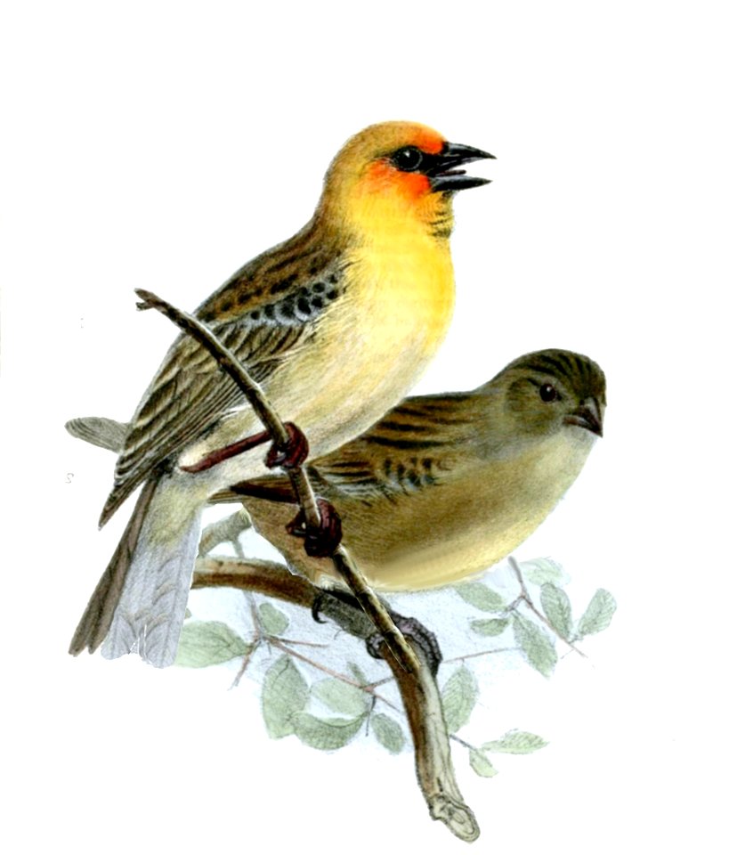 Foudia flavicans Wolf