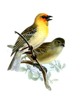 Foudia flavicans Wolf