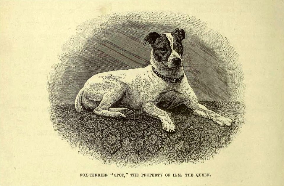 Fox terrier00
