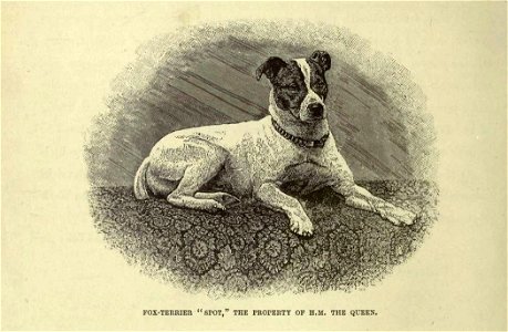 Fox terrier00