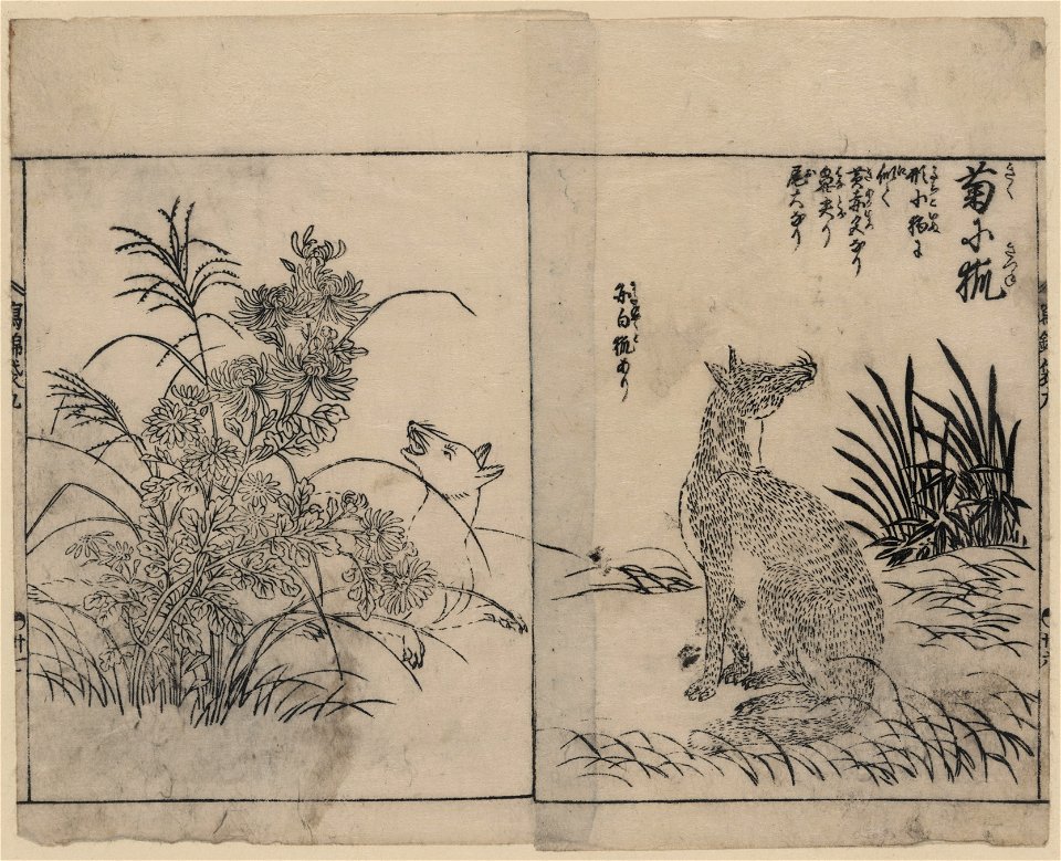 Foxes and chrysanthemums LCCN2008660996