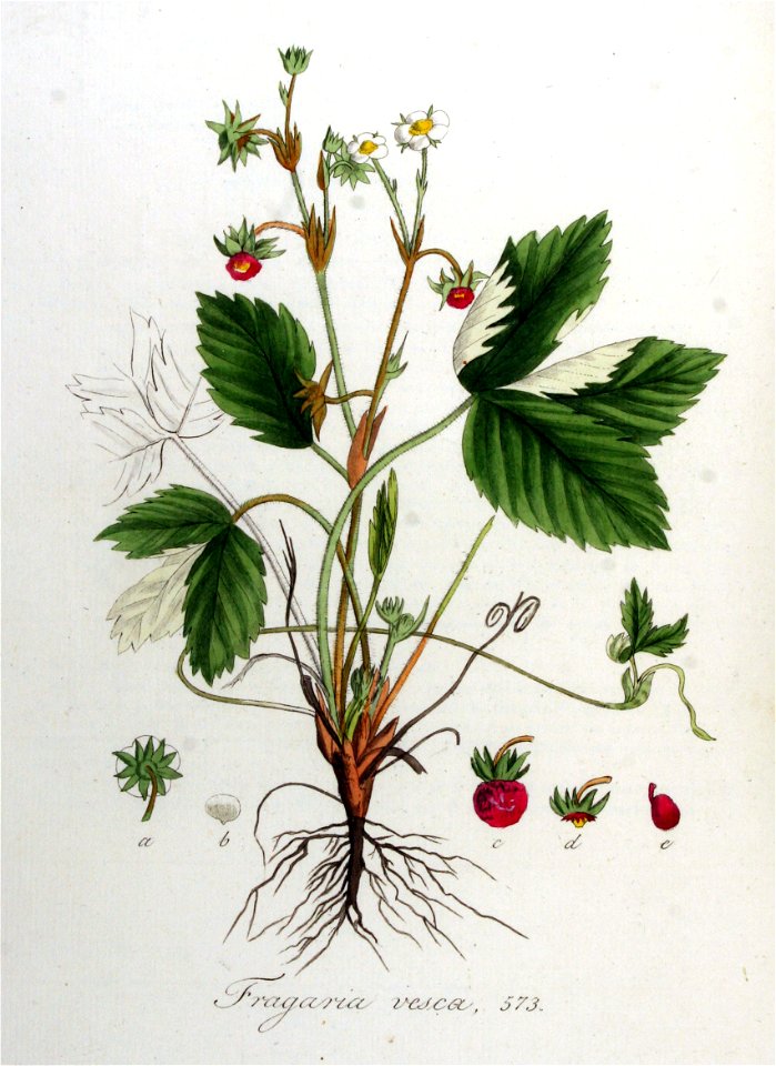 Fragaria vesca — Flora Batava — Volume v8