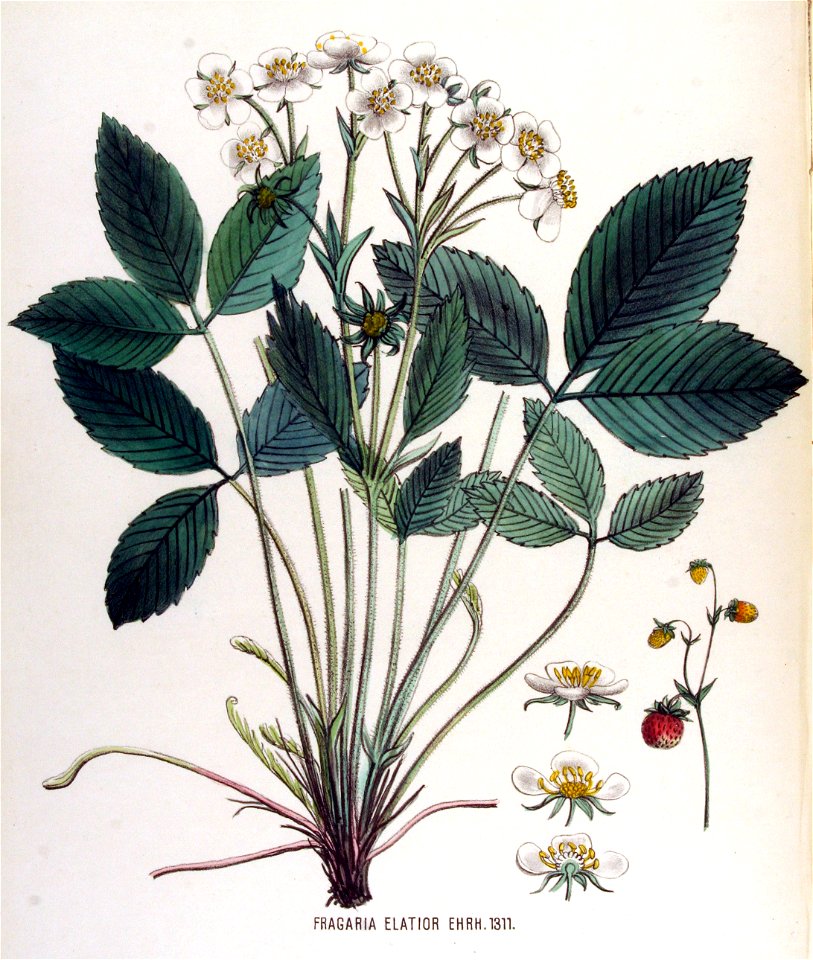 Fragaria elatior — Flora Batava — Volume v17