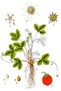 Fragaria vesca Sturm21