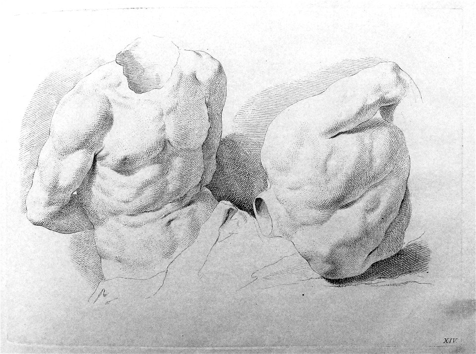 Francesco Bartolozzi - Plate 14 Study of two torsos, the arms held behind the back; one lying horizontally; in outline. 1760, 1860,1208.304