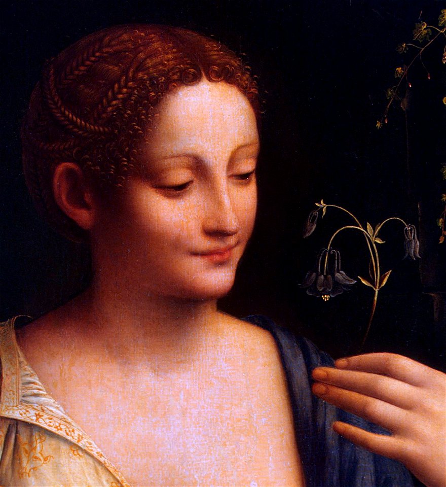 Francesco Melzi 002 - detail 01