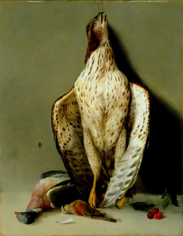 Francesco Malacrea - Sokol