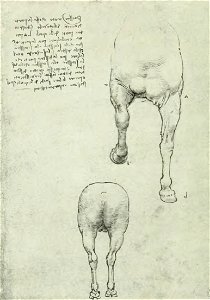 Francesco Malaguzzi Valeri - Leonardo da Vinci e la scultura, Bologna, 1922 (page 142 crop)