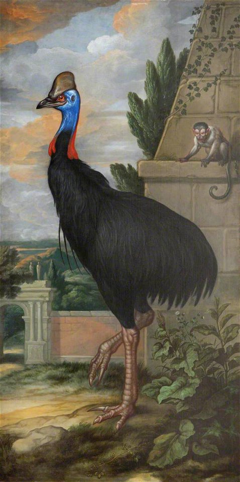 Francis Barlow (1626-1704) - A Cassowary - 1441455 - National Trust