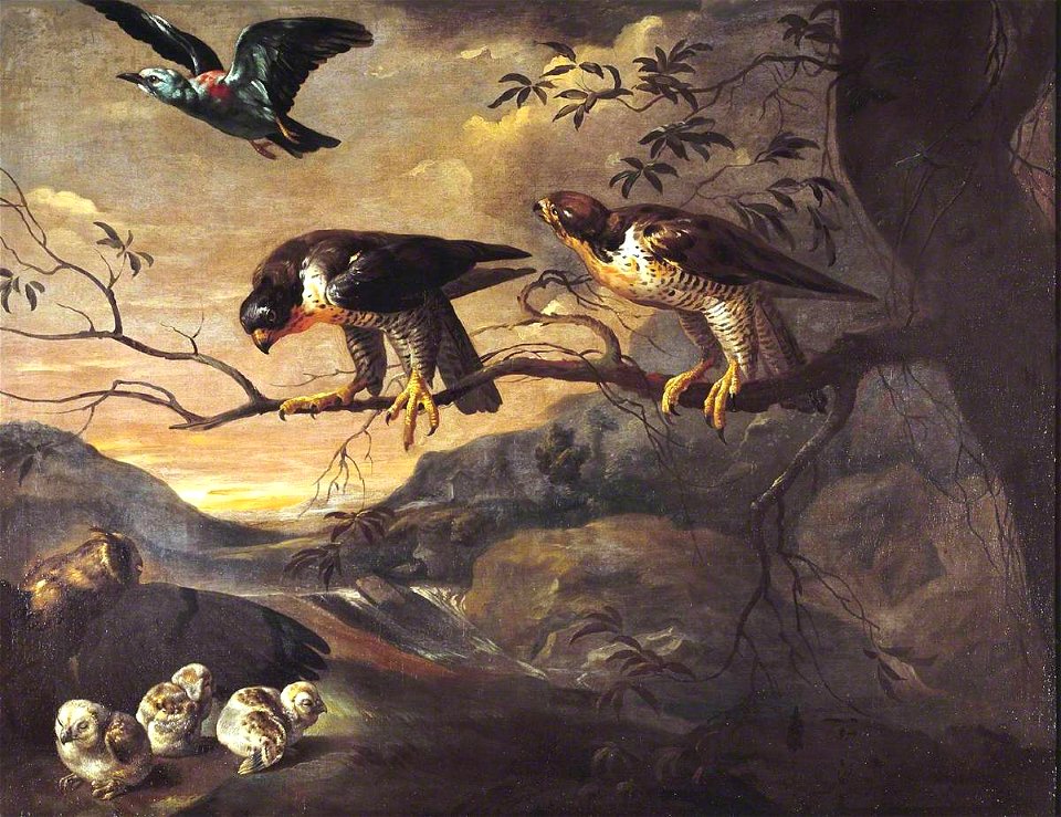 Francis Barlow (1626-1704) - A Roller, Two Peregrine Falcons and a Long-Eared Owl with her Young - T01402 - Tate
