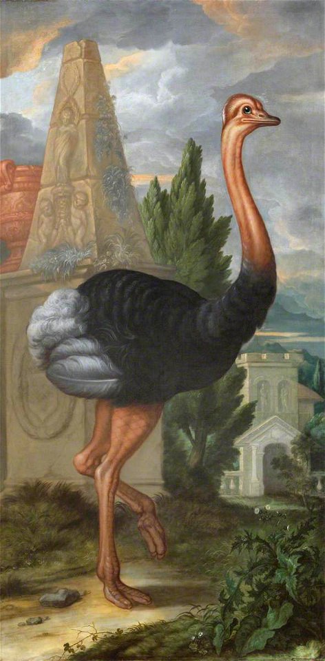 Francis Barlow (1626-1704) - An Ostrich - 1441454 - National Trust
