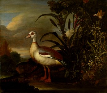 Francis Barlow (c. 1626-1704) - An Egyptian Goose - RCIN 403919 - Royal Collection