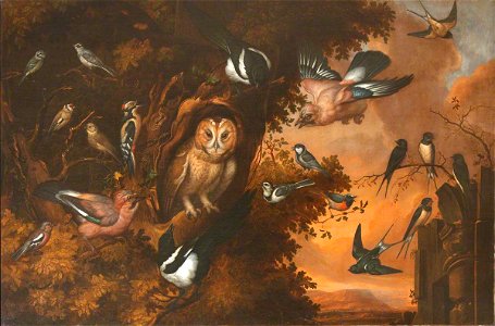 Francis Barlow (1626-1704) - An Owl Being Mobbed by Other Birds - 1140159 - National Trust