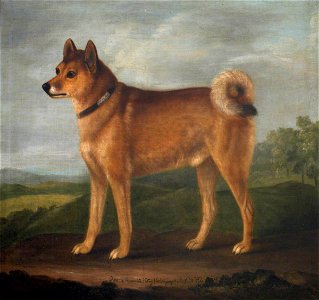 Francis Sartorius I (1734-1804) - 'Fox', a Favourite Dog of Sir John William De la Pole, Bt - 353159 - National Trust
