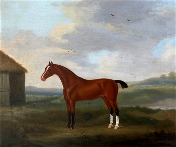 Francis Sartorius I (1734-1804) - 'Sampson', a Bay Horse with Two White Socks - 353144 - National Trust