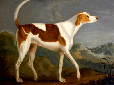 Francis Sartorius I (1734-1804) - 'Wonderful' (a Favourite Hound), Belonging to Sir John William De la Pole, Bt - 353149 - National Trust