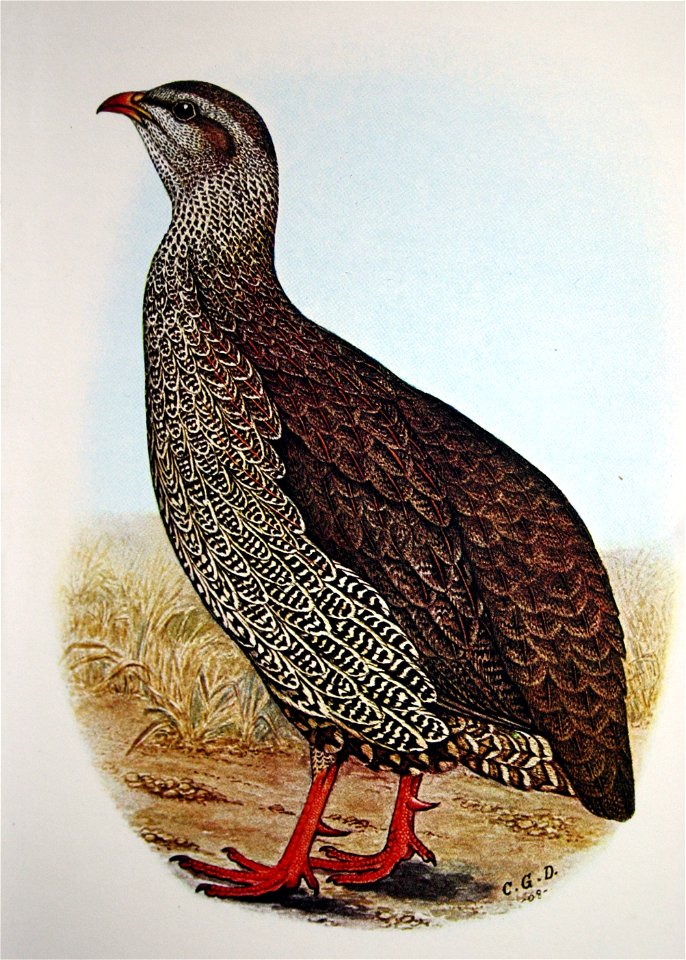 Francolinus natalensis00