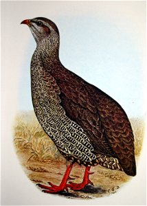 Francolinus natalensis00