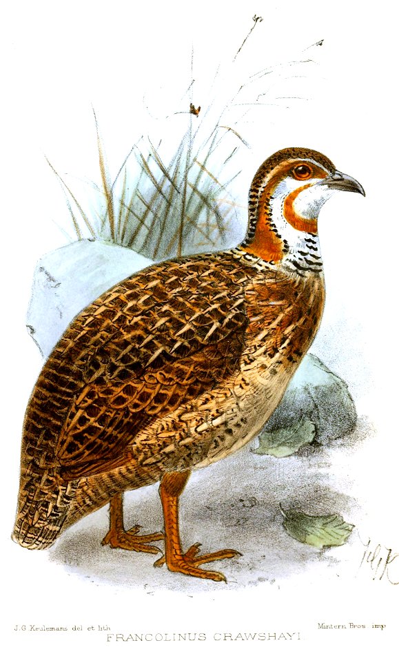 FrancolinusCrawshayiKeulemans